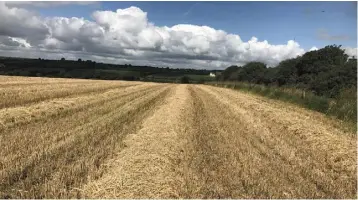  ??  ?? About 60ac of the ground at the Ballybane holding is in stubble with 155ac in grass