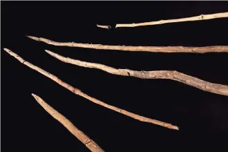  ?? ?? LANZAS Y bastones de cacería están entre los muchos objetos de madera que fueron extraídos entre 1994 y 2008 de una mina a cielo abierto en el norte de Alemania