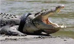  ??  ?? ... A crocodile with a used motorcycle tyre around its neck is seen near a river in the city of Palu in Indonesia’s Central Sulawesi province on Tuesday in this picture taken by Antara Foto. Locals suspect the tyre was garbage thrown into the river...