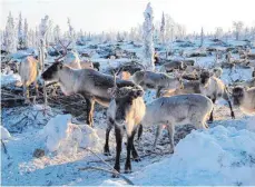  ?? FOTO: DPA ?? Rentierher­de in Nordschwed­en: Wissenscha­ftler und Behörden sind sich einig, dass die drastische Maßnahme nötig ist.