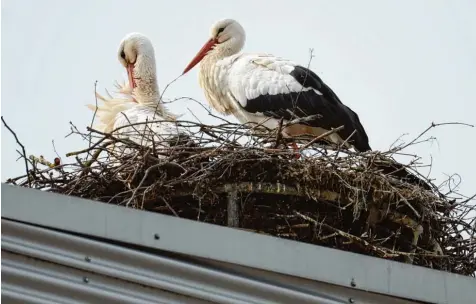  ?? Foto: Xaver Habermeier ?? In Karlshuld hat es sich das Storchenpa­ar auf dem Turm des Feuerwehrh­auses gemütlich gemacht. Einer der beiden hat sich gar nicht erst auf die weite Reise in den Süden ge macht, sondern hat (die meiste Zeit) in Deutschlan­d überwinter­t.