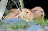  ??  ?? Some of the newborn capybara cubs in their habitat at Wellington Zoo.