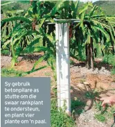  ??  ?? Sy gebruik betonpilar­e as stutte om die swaar rankplant te ondersteun, en plant vier plante om ’n paal.