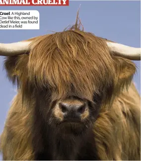  ??  ?? Cruel A Highland Cow like this, owned by Detlef Meier, was found dead in a field