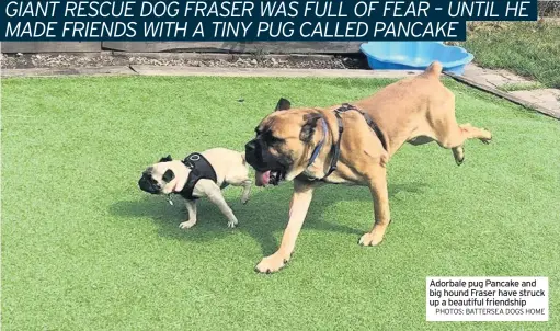  ?? PHOTOS: BATTERSEA DOGS HOME ?? Adorbale pug Pancake and big hound Fraser have struck up a beautiful friendship