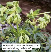  ?? ?? H. foetidus does not live up to its name ‘stinking hellebore’