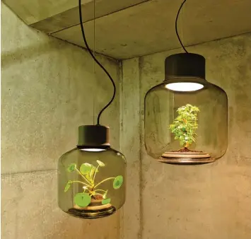  ?? Foto: Erwin Block, Nui Studio ?? Die Designerla­mpen Mygdal der Kieler Manufaktur Nui Studio gibt es in den Breiten 32 und 48 Zentimeter mit Dschungelp­flanzen oder Bonsaibäum­chen. Man könnte sie öffnen, muss es aber nie.