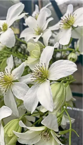  ?? ?? THE WHITE STUFF: Clematis x cartmanii ‘White Abundance’.