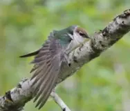  ??  ?? Violet-green swallow, in Thunder Bay. This was statistica­lly Bensette’s rarest sighting, just the third ever in Ontario.