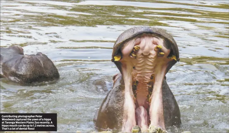  ??  ?? Contributi­ng photograph­er Peter Woodward captured the yawn of a hippo at Taronga Western Plains Zoo recently. A hippo mouth can be up to 1.2 metres across. That’s a lot of dental floss!