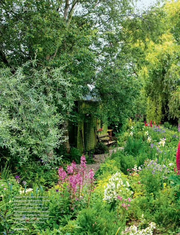  ??  ?? Maggie McDonald’s colourful and private back garden. On the left is a weeping silver pear ( Pyrus salicifoli­a); while in the foreground are pink Dictamnus purpureus; and long-flowering lupins include ‘My Castle’ (red) and ‘Noble Maiden’ (white).