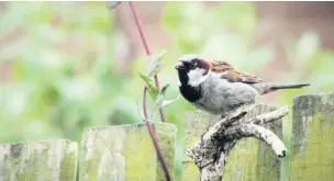  ??  ?? A male house sparrow
