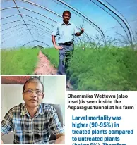  ??  ?? Dhammika Wettewa (also inset) is seen inside the Asparagus tunnel at his farm