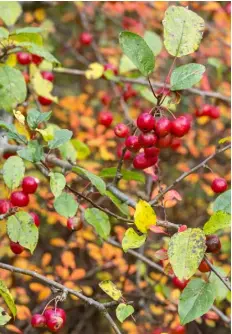 ??  ?? boathouse’. It features a veranda and reclaimed windows BELOW The crab apple Malus x robusta ‘Red Sentinel’ bears striking crimson fruit in autumn