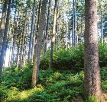  ?? Fotos: Gut Mergenthau ?? Den Waldbestan­d des Guts Mergenthau zu pflegen und zu erhalten, ist keine leichte Aufgabe. Der Forstwirts­chaft machen Sturm, Trockenhei­t und der Befall der Bäume durch Schädlinge zu schaffen.