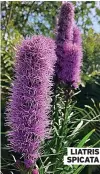  ?? ?? LIATRIS SPICATA