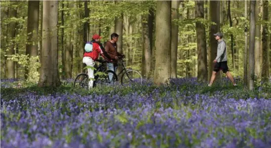  ?? © afp/John Thys ?? Wat fietsers, een enkele wandelaar. Het is dit jaar, ondanks de paarsblauw­e bloemenpra­cht veel rustiger in het Hallerbos. Geen sprake meer van zaterdagen met duizenden bezoekers zoals de vorige jaren.