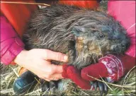  ?? Roger Johnson / Contribute­d photo ?? Katka Hannelová holds a young beaver after her husband Roger Johnson freed it from a steel trap. The couple was hiking near a pond on property near Haystack Mountain State Park.