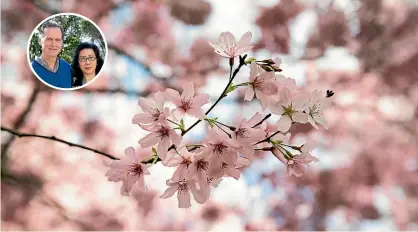  ??  ?? Paul Oulton and Anne Cao are looking forward to holding this year’s third annual Waikato Cherry Tree Festival.