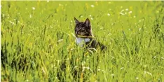  ?? Foto: Tatjana Kessler, Fotolia ?? Wenn Katzen – oder Hunde – viel draußen sind, fangen sie sich auch leicht mal Parasiten ein. Das muss nicht so sein.