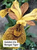  ??  ?? Golden iris 'Bengal Tiger'