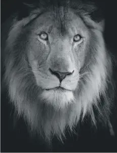  ??  ?? Sarah Medway – lion at The Big Cat Sanctuary