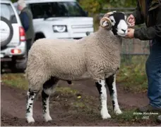  ?? ?? Kay Hutchinson’s small breeders champion on the second day topped the sale at £45,000