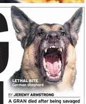  ??  ?? LETHAL BITE German shepherd