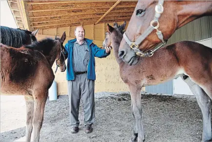  ?? CHERYL CLOCK THE ST. CATHARINES STANDARD ?? While Tom
Rankin might be recognized as a constructi­on industry icon in Niagara, there is another part of his life. He loves horses. On Saturday he will open his barn to children and families as part of a literary contest for kids.