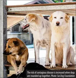  ?? Photo: Soi Dog Foundation ?? The risk of contagious disease is increased when dogs are rounded up together.