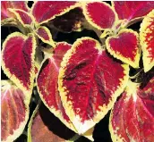  ??  ?? Shade-tolerant plants, such as coleus, can add colour and appeal to shady areas of a landscape.