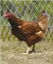  ??  ?? Various farmers in Massachuse­tts and Rhode Island created the Rhode Island Red in the late 1800s.