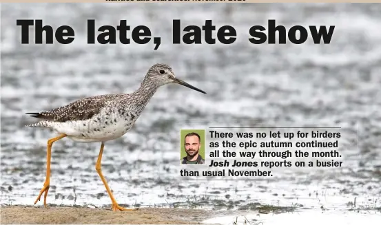  ??  ?? Britain’s first Greater Yellowlegs for five years proved a popular draw at Dunwich Pools, Suffolk, from 7th, remaining in the area for almost two weeks. The last record for the county was in 1995.