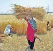  ??  ?? Farmers have already harvested 80% of wheat.