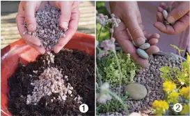  ?? ?? 1 Mix equal parts grit and peat-free multi-purpose compost when planting a pot with alpines and succulents.
2 Layer the top with 2cm of grit after planting to improve drainage. Finish with smooth pebbles.