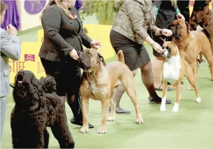  ?? GETTY IMAGES FILES ?? Dogs compete in May during the 147th Annual Westminste­r Kennel Club Dog Show in New York City.