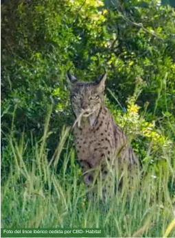  ??  ?? Foto del lince ibérico cedida por CBD- Habitat