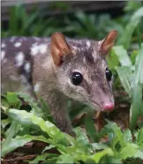  ?? ?? The male northern quoll: hungry for love