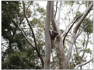  ?? (The Washington Post/Michael E. Miller) ?? A koala clings to a eucalyptus tree near Yengo National Park, a few hours north of Sydney. A few hundred miles south of Sydney in Kosciuszko National Park, they’re proving harder to spot.