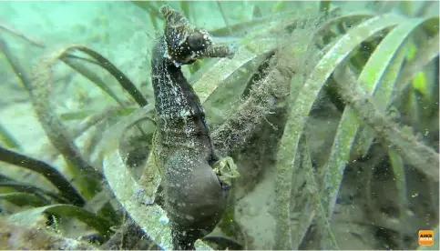  ??  ?? Share in a world first! Scan this page with the ADEX Scan in the ADEX app to see the first-ever footage of a seahorse giving birth in the wild! ABOVE A still taken from the very first video footage of a seahorse giving birth in the wild, shot by...