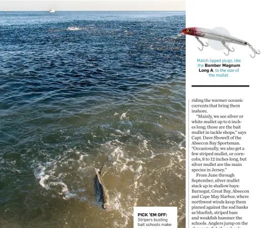  ??  ?? PICK ’EM OFF: Stripers busting bait schools make ideal casting targets. Long A, to the size of the mullet.