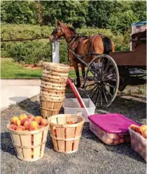  ??  ?? Amish boys pick and deliver bushels of ripe peaches by the wagonload to folks waiting in line.