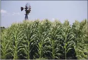  ?? NATI HARNIK — THE ASSOCIATED PRESS FILE ?? On July 11, 2018, a field of corn grows in front of an old windmill in Pacific Junction, Iowa.