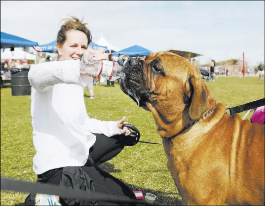  ?? ELIZABETH BRUMLEY/LAS VEGAS REVIEW-JOURNAL @ELIPAGEPHO­TO ?? Heather Clifford gives a drink to her bull mastiff Clifford on Saturday after the Rover Run 5K at Cornerston­e Park in Henderson.