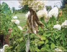  ?? CONTRIBUTE­D/PAMELA BENNETT ?? Fall webworm on hydrangea.