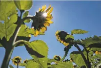  ?? MICHAEL ROBINSON CHAVEZ/WASHINGTON POST ?? Sunflowers are members of the composite family, which has more than 30,000 species of plants, including asters and zinnias.