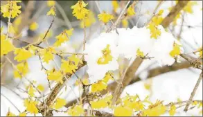  ?? Hearst Connecticu­t Media file photo ?? A forsythia bush survives a surprise spring snowfall in Westport on April 2, 2018.