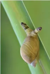  ??  ?? A snail infected by the Leucochlor­idium parasite