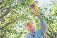 ?? BLOOMBERG ?? Joe Del Bosque, president of Del Bosque Farms Inc, picks an almond in Firebaugh, California.