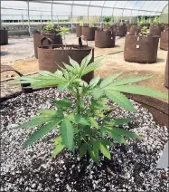  ?? Sarah Page Kyrcz / For Hearst Connecticu­t Media ?? A hemp plant is shown in the greenhouse­s at Running Brook Farms in Killingwor­th. The farm has received a $5,918 USDA rural developmen­t grant, which will be used to make energy efficiency improvemen­ts with the purchase and installati­on of LED lighting.